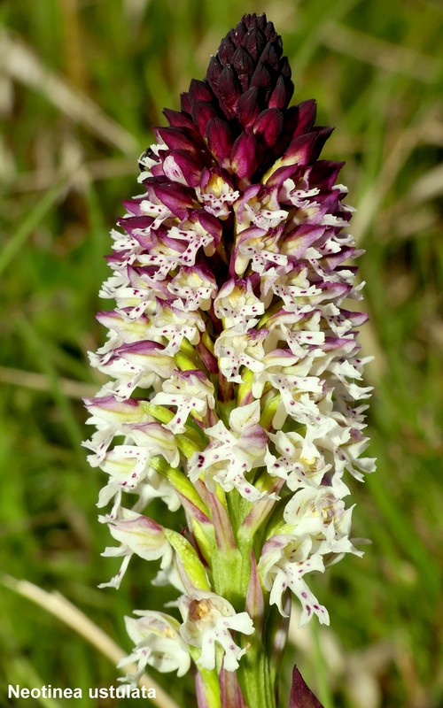 Le orchidee di Cardito, splendide praterie tra il reatino e laquilano.